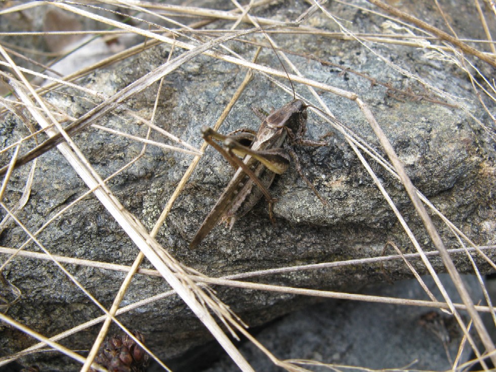 Ortotteri delle Orobie valtellinesi (Sondrio)